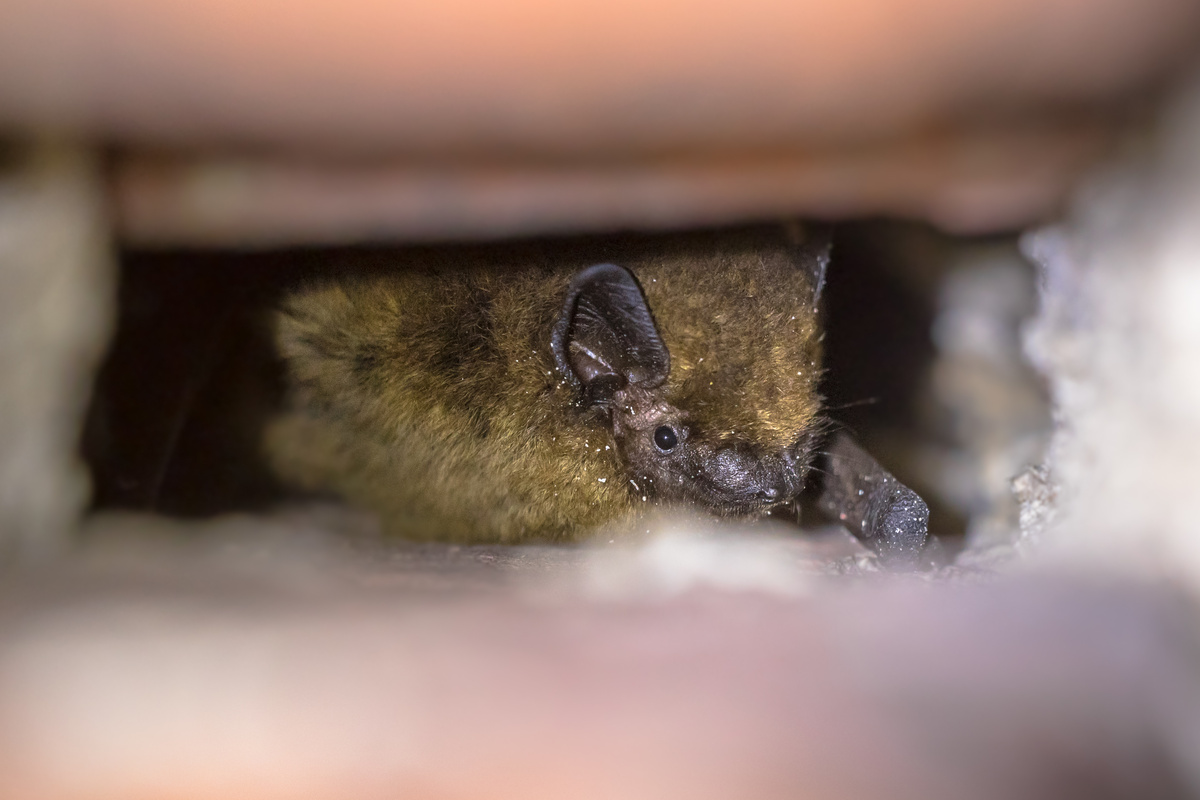 Bats Beavercreek Ohio